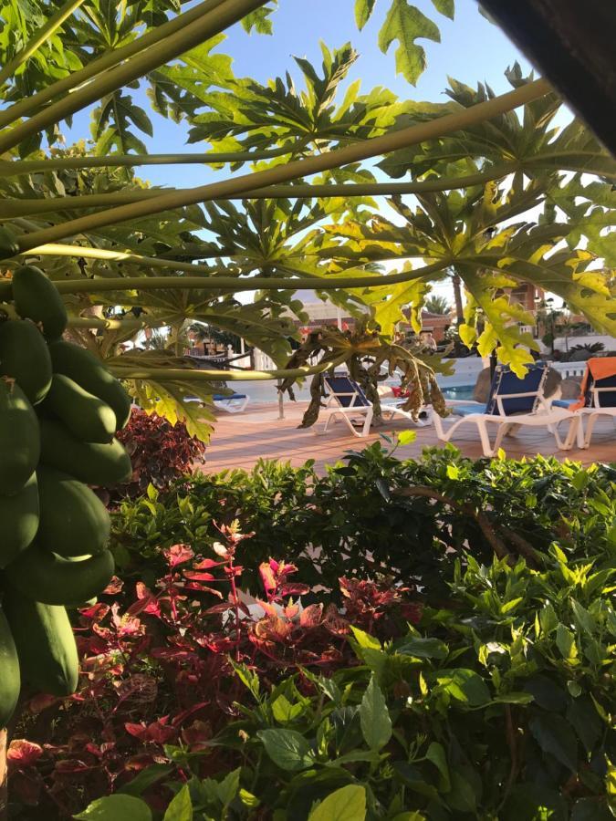 Apartamento Las Vistas Beach - Tenerife Royal Gardens Playa de las Americas  Esterno foto